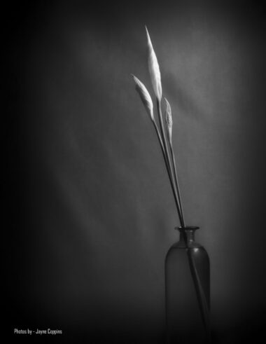 Beautiful Lilies