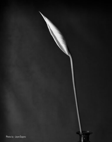 Lily Elegance