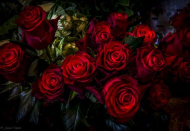 Roses are Red